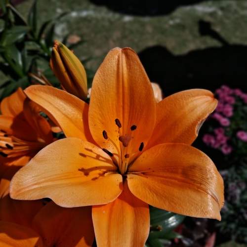 Photo #12115269