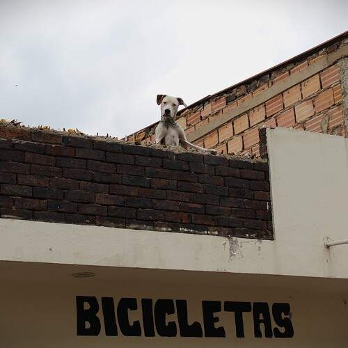 Perro criollo se asoma en la azotea de un local de bicicletas