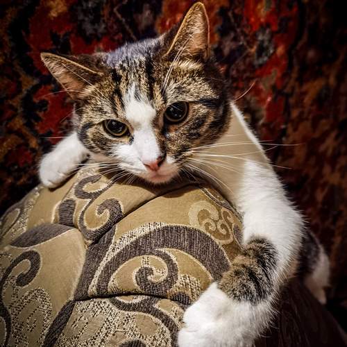Photo #12117967