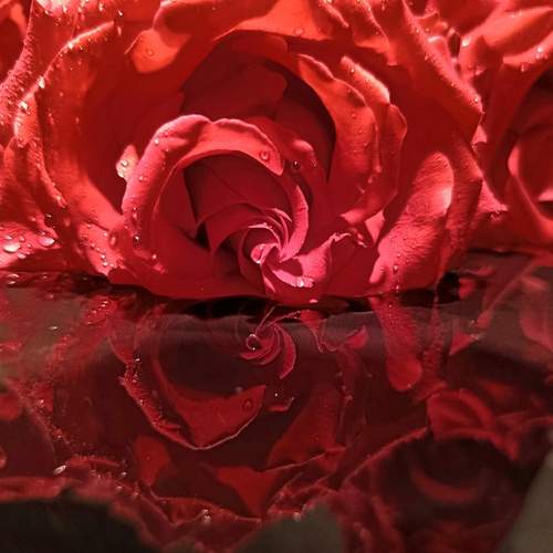 Photo #12118210