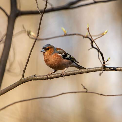 Фотография #12118468