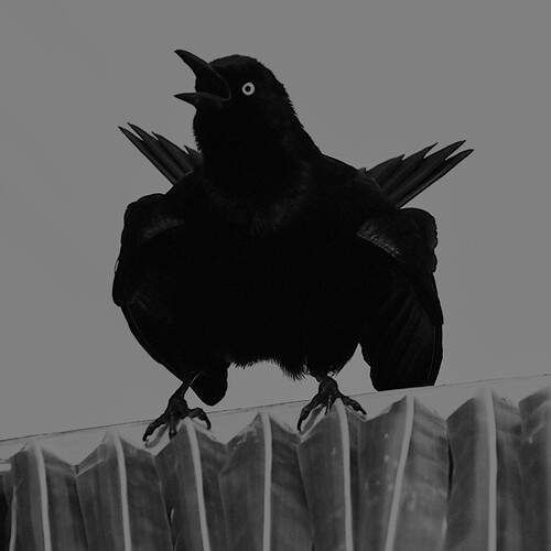 Photo #12118894