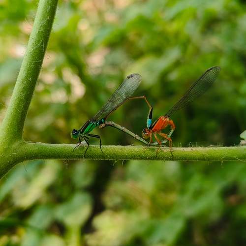Damselflies