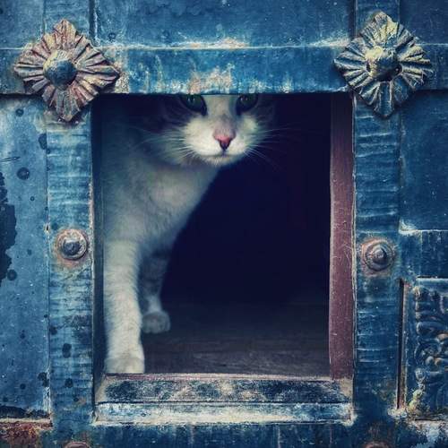 Photo #12120328