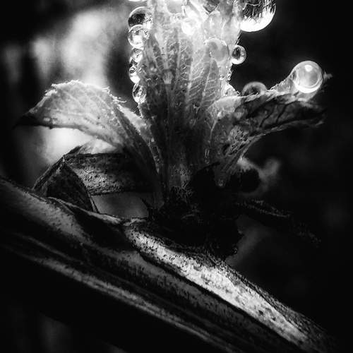 Photo #12121508