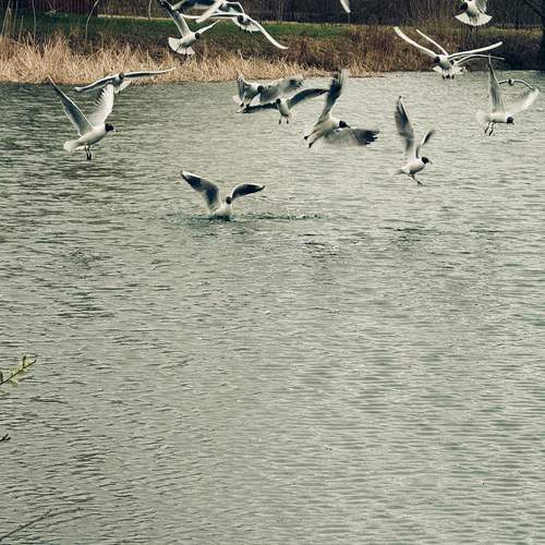 Photo #12121534