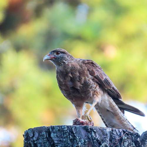 Photo #12123418