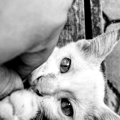 Putih