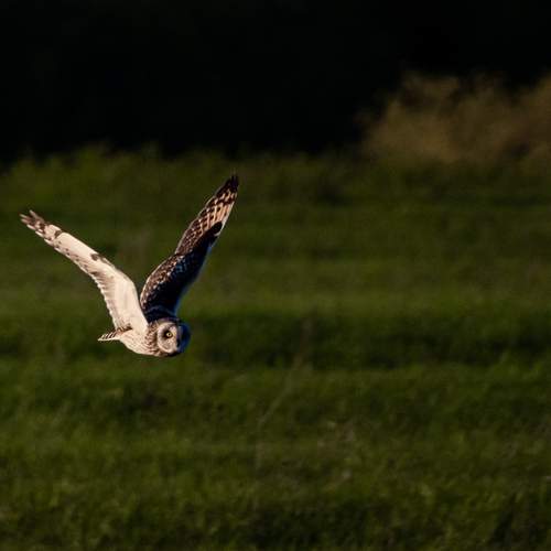 Photo #12124159
