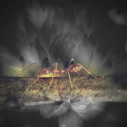 Ant\'s Life Journey