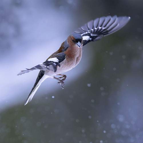 На крыльях свободы