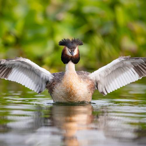 Great crested grebe