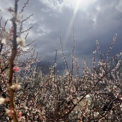 Photo #12127042