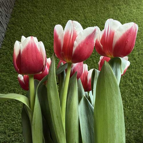 Photo #12127742