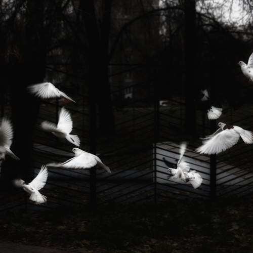 Photo #12130265