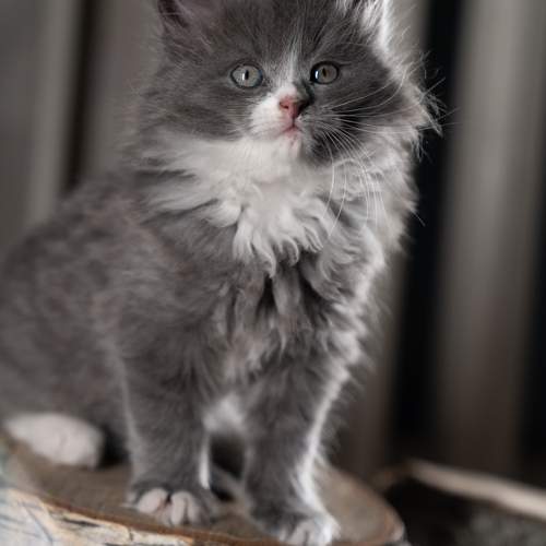 Photo #12131965