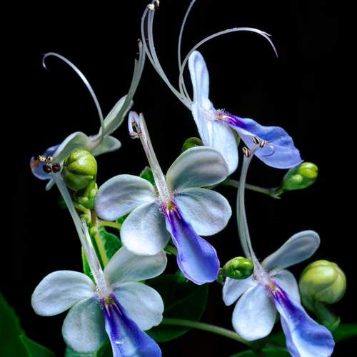 Dancing flowers