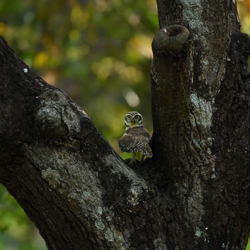 Spirit of the Old Tree
