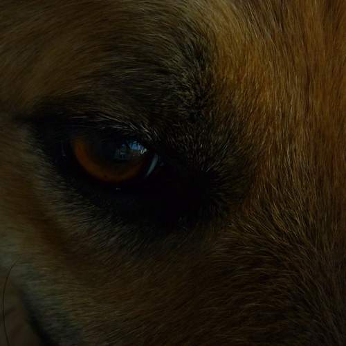 eyes
