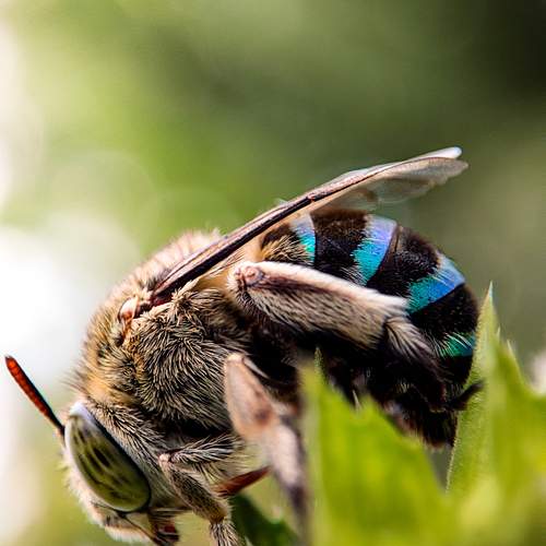 Mobile macro photography