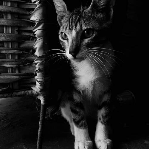 Photo #12142236