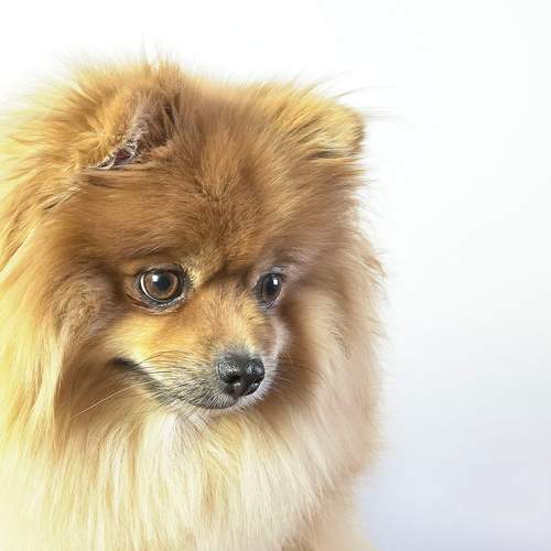 Photo #12142291