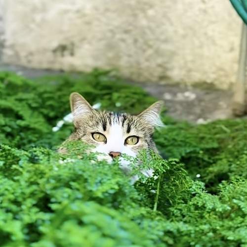 Photo #12143083