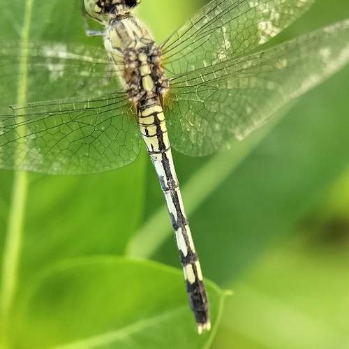 Photo #12144833