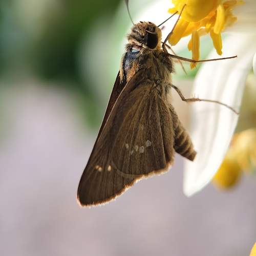 Photo #12144862