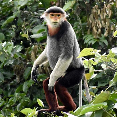 Red-Shanked Douc Langur