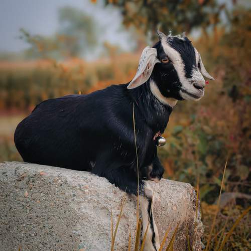 Photo #12145995