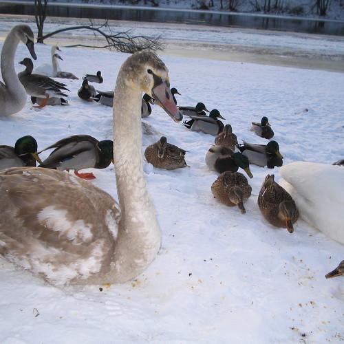 Лебеди на пляже в Валакампяй
