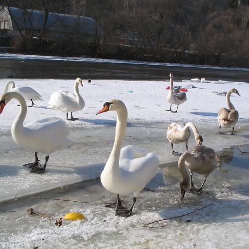 Лебеди в преддверии весны