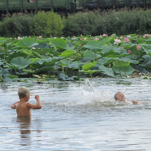 Мальчишки и лотосы