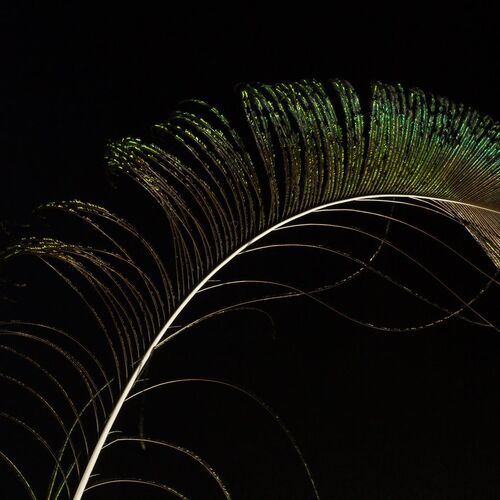 Feather