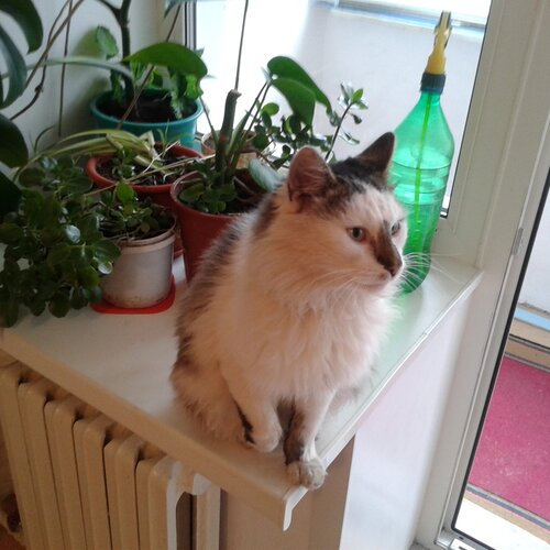 мой любимый кот