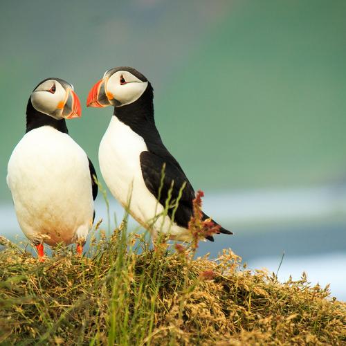 Loving puffin