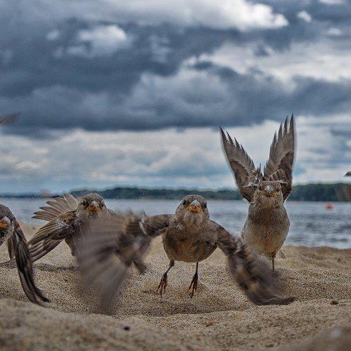 angry birds