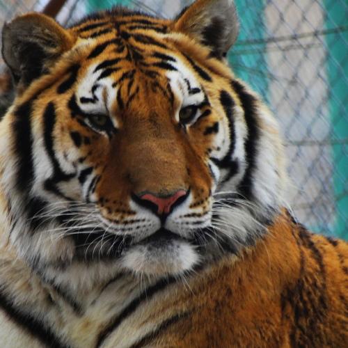 Sasha  the Siberian tiger