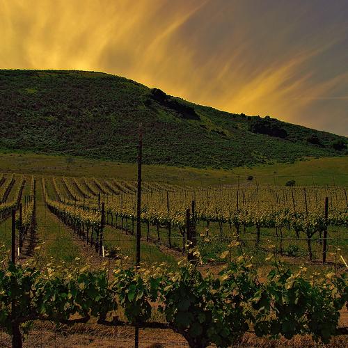 Wine Vineyard in Sonoma, CA