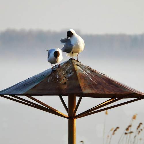 Photo #12152124