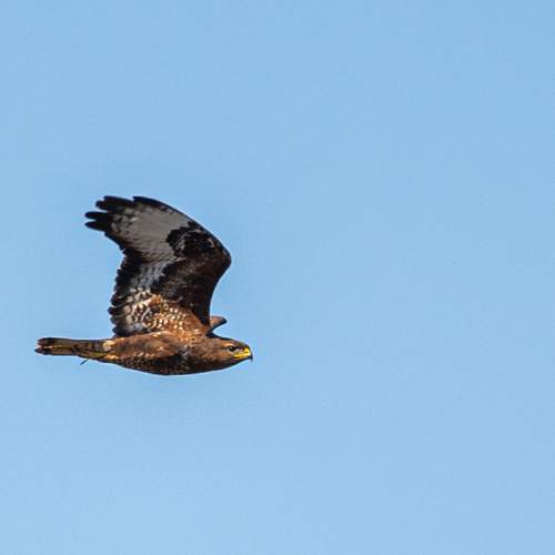 Photo #12153338