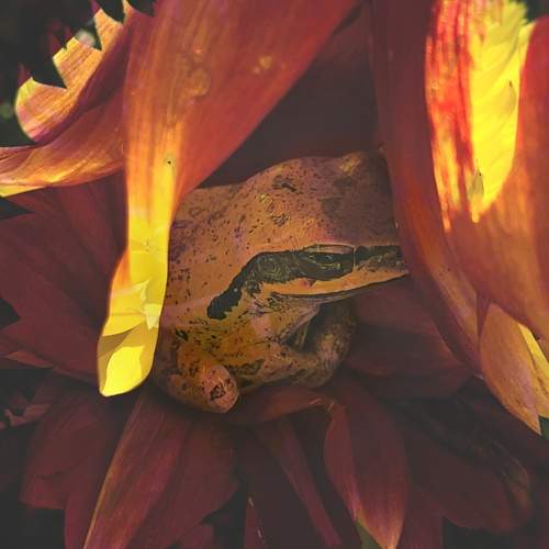 Life of a frog
