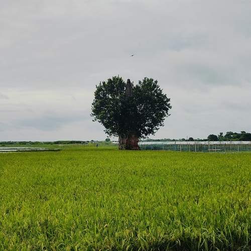 Natural Views