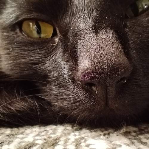 Photo #12155063