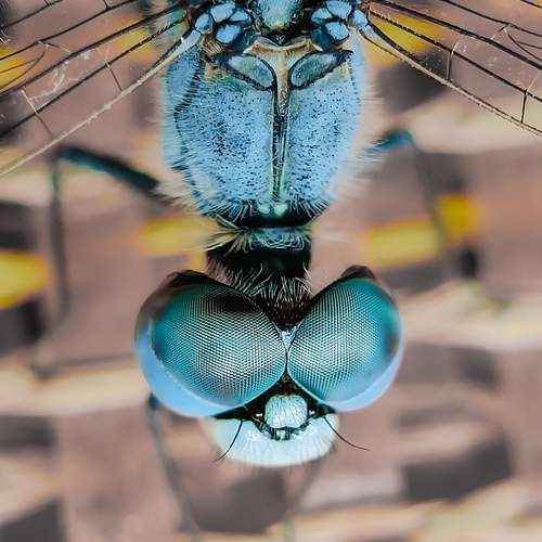 Photo #12155315