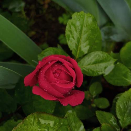 Photo #12155530
