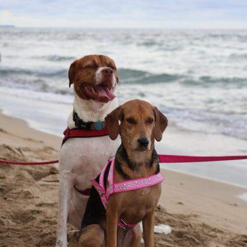 Photo #12156177