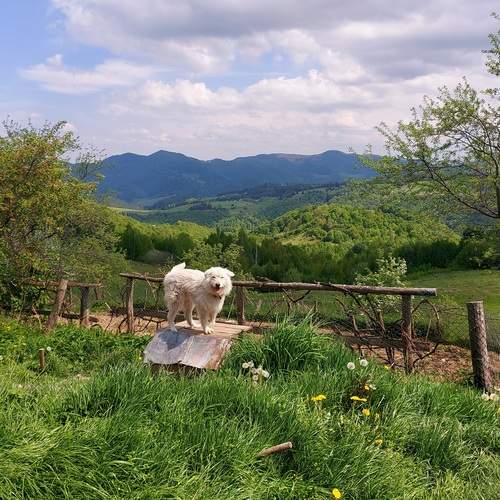 Photo #12156212