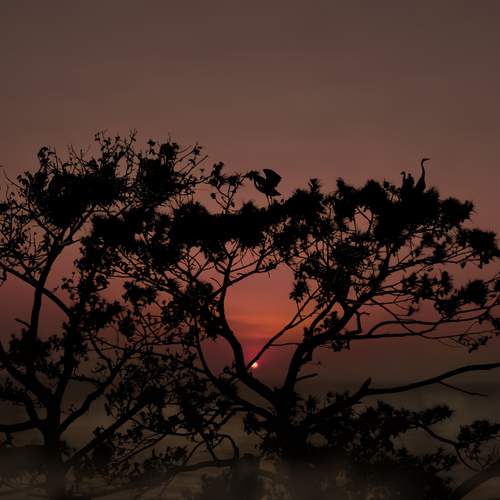 Sunset Silhouette: A Rookery of Great Blue Herons Nesting
